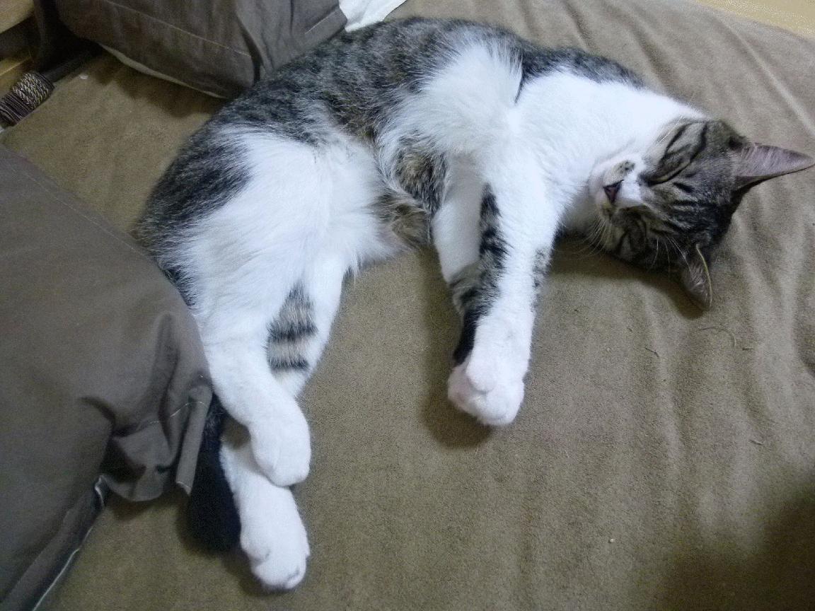 2025年中国篮球职业联赛新赛制全面推行,中国篮球职业联赛哪年开始