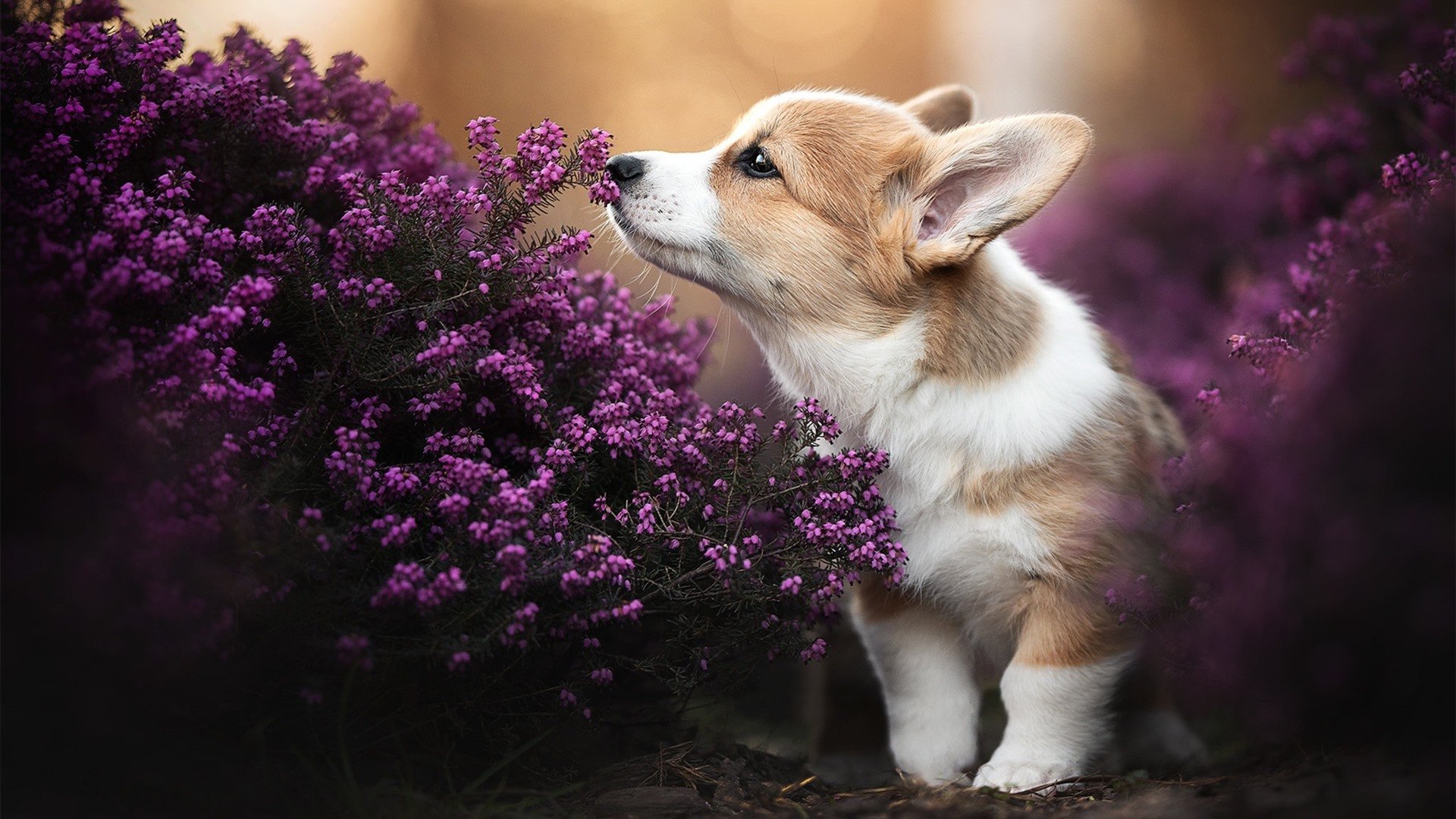 详细阅读:“意甲战况紧密,逆袭局面不断出现”,意甲战绩 “意甲战况紧密,逆袭局面不断出现”,意甲战绩