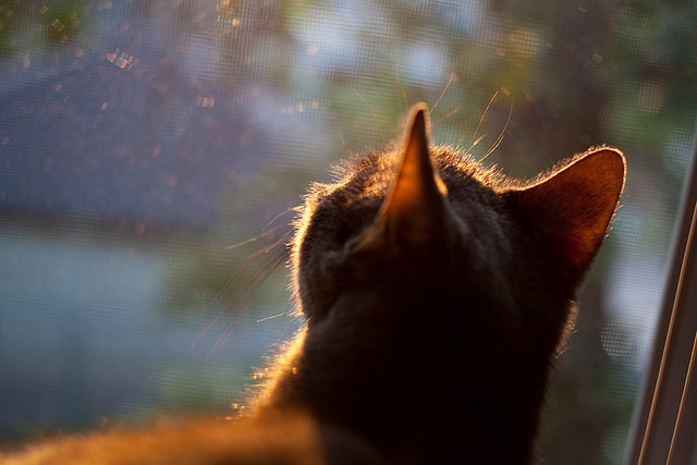 《英雄联盟洲际赛,战术布局全场焦点》,英雄联盟洲际赛叫什么