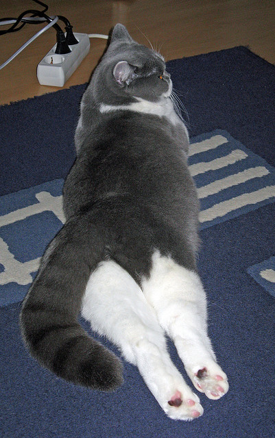 伊朗马术协会推出马匹健康管理系统，提升马匹福利。，伊朗 马赛克