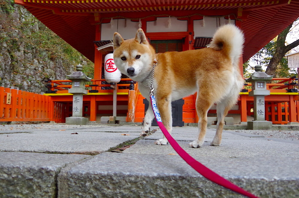 英超：布莱顿1-1战平狼队，比赛悬念逐渐升高，布莱顿对狼队分析