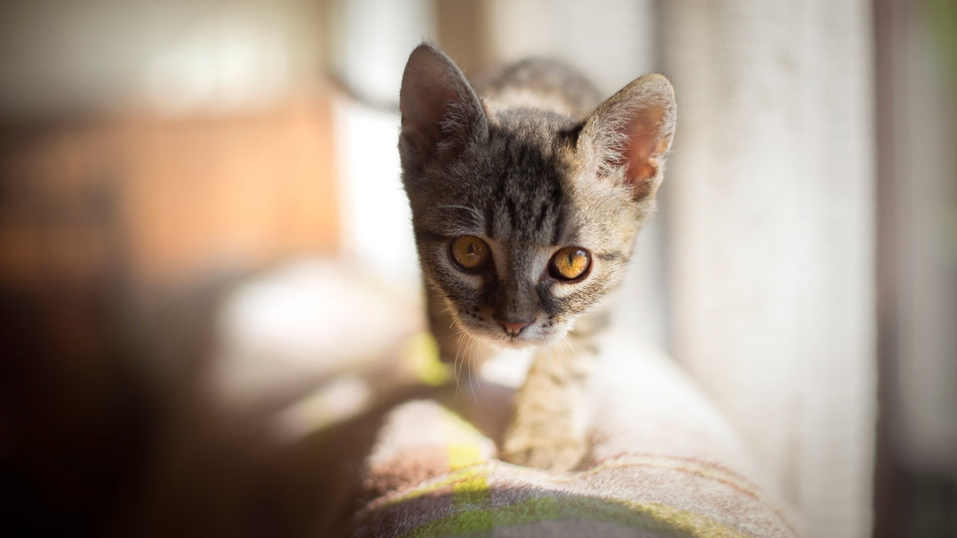 赛季“黑马”队伍：他们如何突围而出？，赛场上的黑马是什么意思