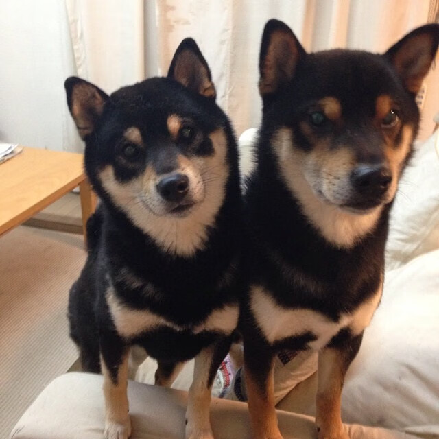 CBA最佳阵容出炉 冠军球队包揽各项奖项，cba历史最佳阵容颁奖