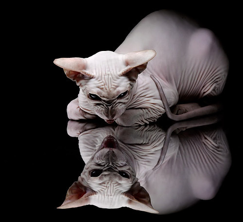 电竞主播内容差异化定位与个性化营销策略,电竞主播内容差异化定位与个性化营销策略的关系