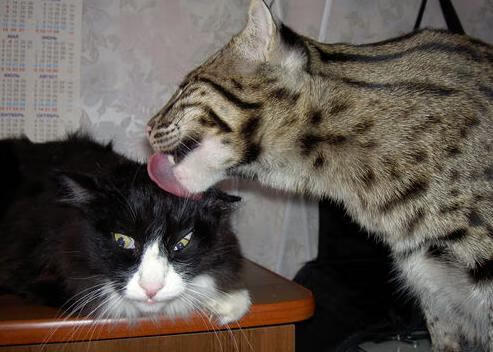 详细阅读:联赛观赏性是否应纳入球队综合评分标准,联赛观赏性是否应纳入球队综合评分标准中 联赛观赏性是否应纳入球队综合评分标准,联赛观赏性是否应纳入球队综合评分标准中