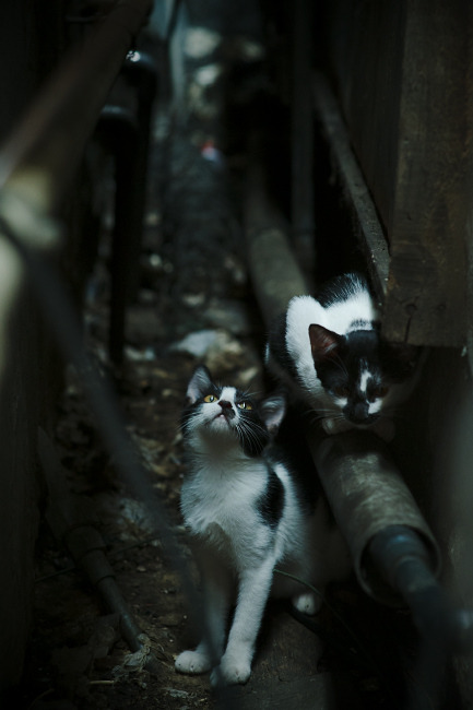 德甲球队利用脑电反馈技术优化比赛专注力,脑电生物反馈疗法专注力