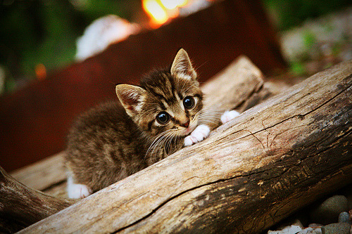 中超联赛中国女足爆冷 球迷群体表现理智,中超女足比赛