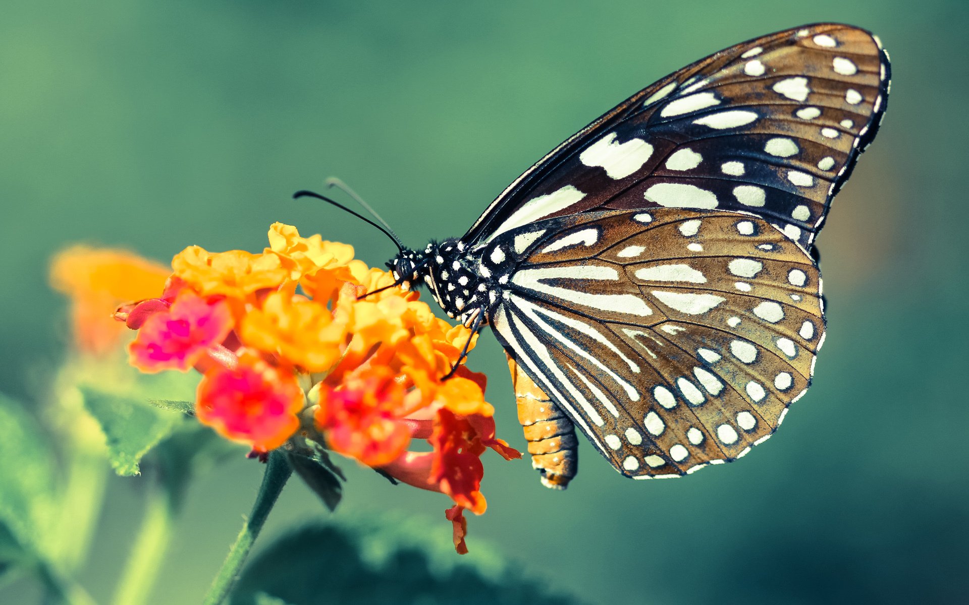 国际乒联引入新技术，提升赛事公平性，国际乒联goat