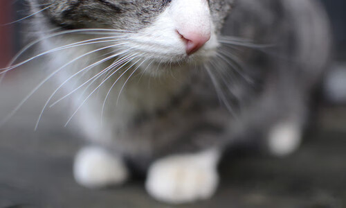 广东队利用错位制造机会频繁得分，广东队位置