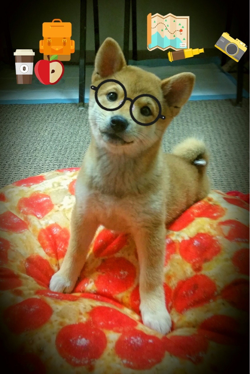 南非羚羊队：每一场比赛都是他们全面能力的完美体现，非洲羚羊的种类及名称